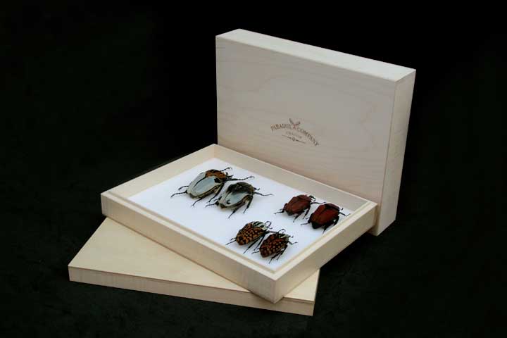 Pudo entomologiczne drewniane - 30 x 23 x 5,5 cm