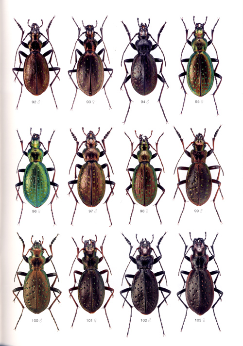 Farkac J. - Icones Insectorum Europae Centralis: No. 14;
Coleoptera: Carabidae Carabinae