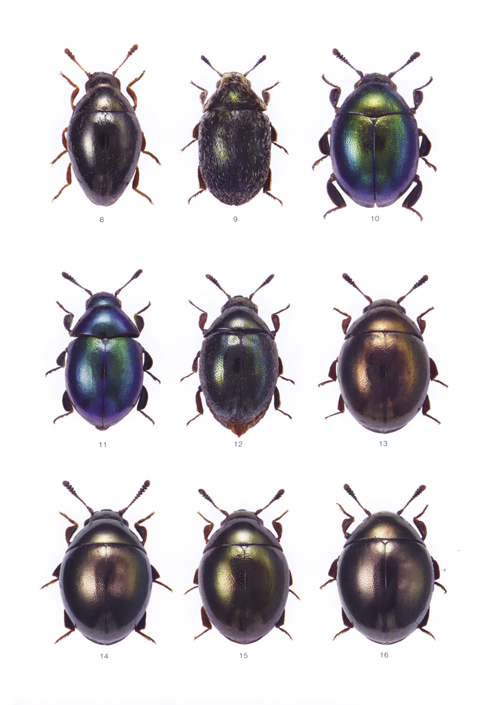 Boukal M. - Icones Insectorum Europae Centralis: No. 16;
Coleoptera: Byrrhidae