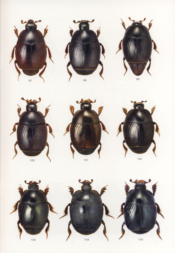 Lackner T., 2015 - Icones Insectorum Europae Centralis No. 23 Coleoptera: Sphaeritidae, Histeridae