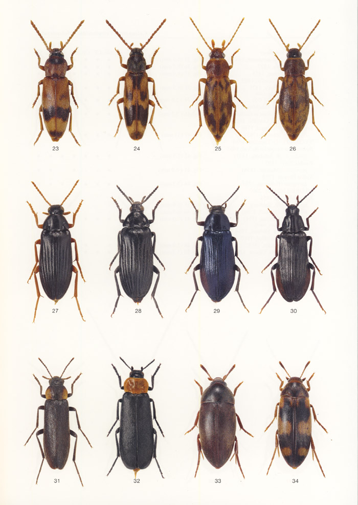 Konvicka O., 2016 - Icones Insectorum Europae Centralis No. 25 Coleoptera: Tatratomidae, Melandryidae