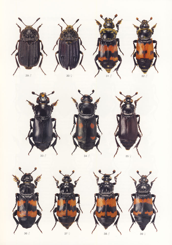 Ruzicka J., Jakubec P., 2016 - Icones Insectorum Europae Centralis No. 26 Coleoptera: Agyrtidae, Silphidae