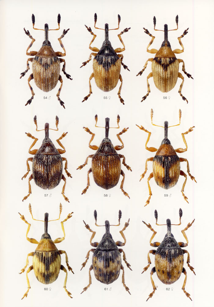 Schon K., 2016 - Icones Insectorum Europae Centralis No. 28 Coleoptera: Brentidae: Nanophyinae