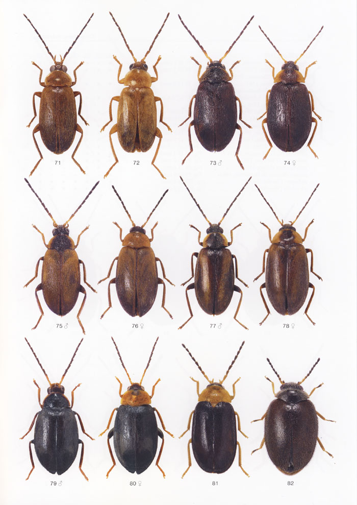 Klausnitzer B., 2017 - Icones Insectorum Europae Centralis No. 29 Coleoptera: Scirtidae