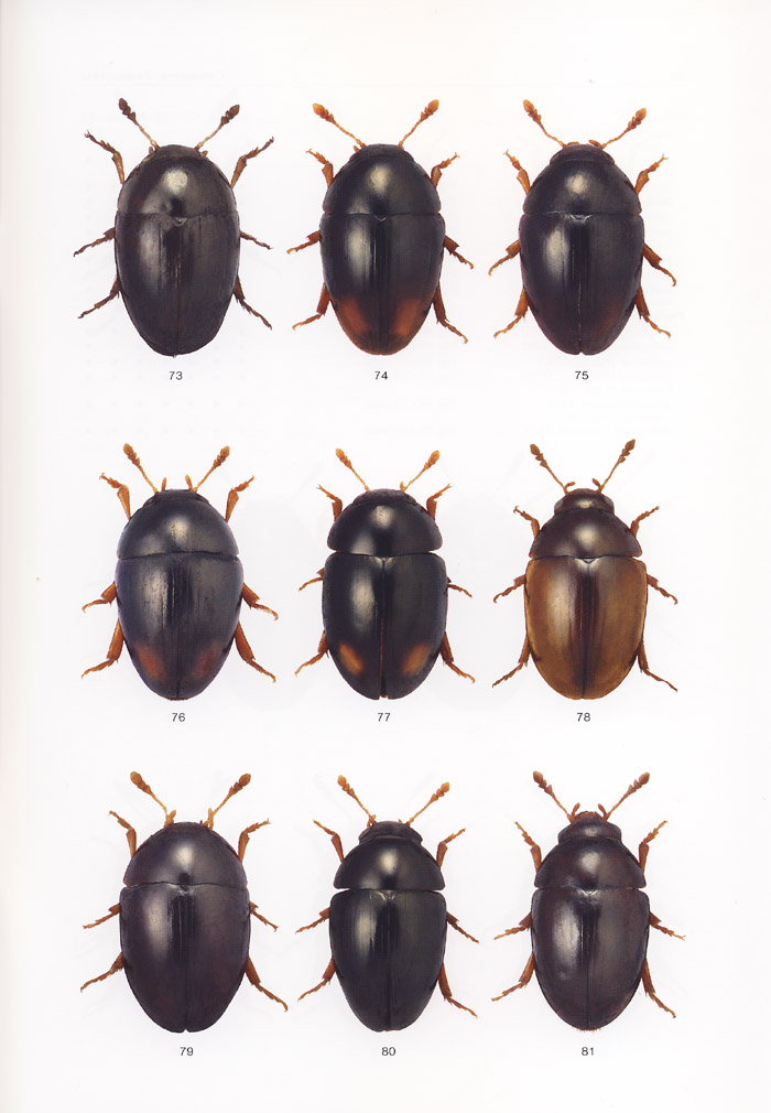 Svec Z, 2018 - Icones Insectorum Europae Centralis No. 31 Coleoptera: Phalacridae