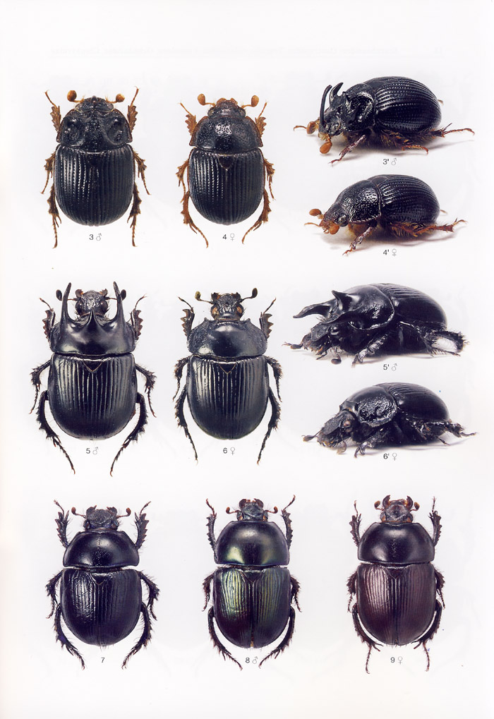 Kral D., Bezdek A., Jurena D., 2018 - Icones Insectorum Europae Centralis No. 32 Coleoptera: Scarabeoidea