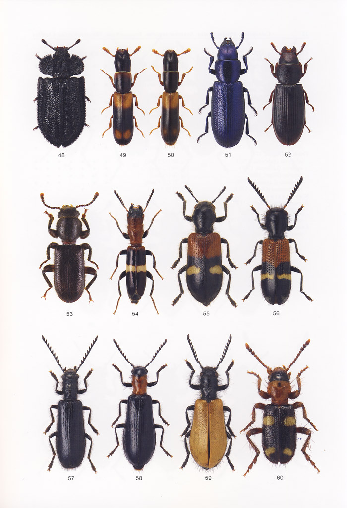 Kolibac J., 2018 - Icones Insectorum Europae Centralis No. 33<br>Coleoptera:Cleroidea