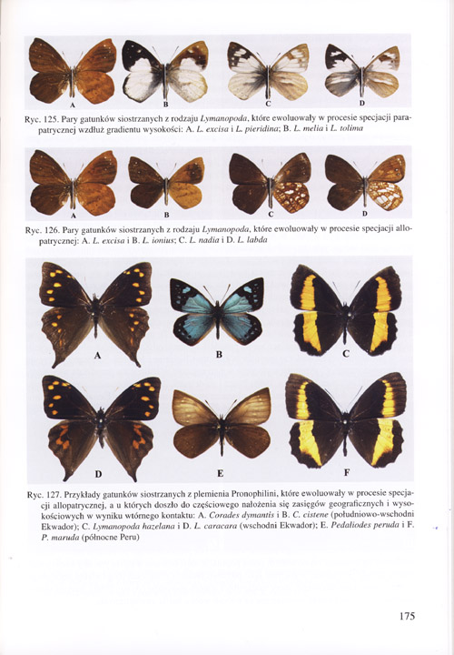 Pyrcz T. W., 2010, Wybrane zagadnienia z taksonomii, zoogeografii i ewolucji faun grskich na przykadzie gruy modelowej motyli z plemienia Pronophilini (Nymphalidae)