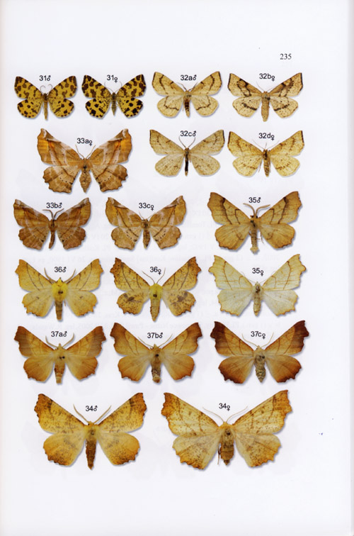 Malkiewicz A., 2012, The Geometrid Moths of Poland - Vol. 1. Ennominae (Lepidoptera: Geometridae)