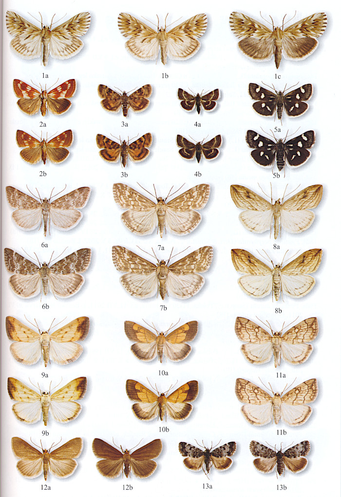 Buszko J., 2020 - Crambidae i Thyrididae Polski, Microlepidoptera cz. I