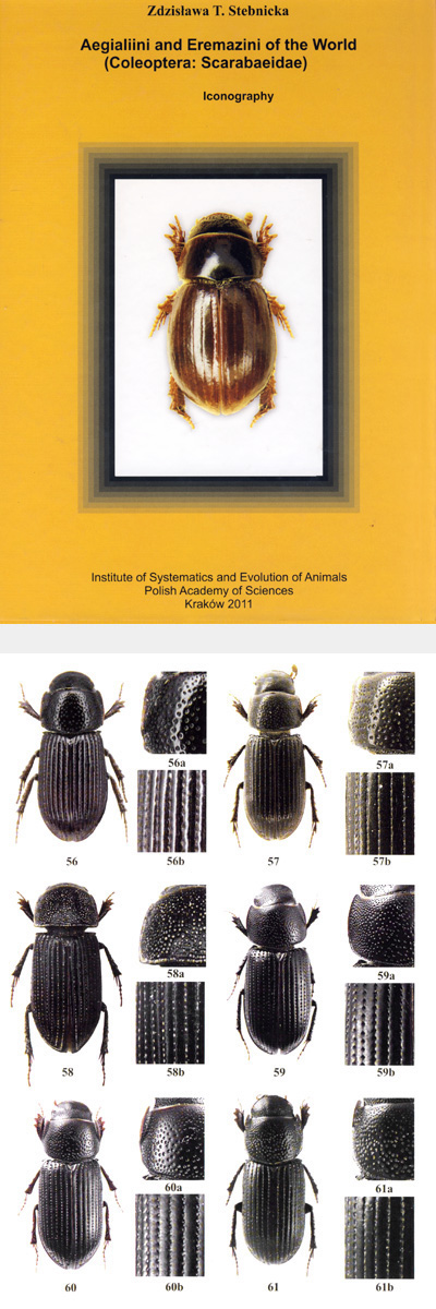 Stebnicka Z.T., 2011 - Aegialiini and Eremazini of the World (Coleoptera: Scarabaeidae) Iconography
